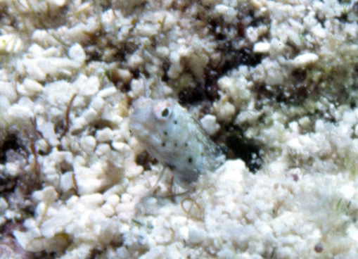 Acanthemblemaria aspera